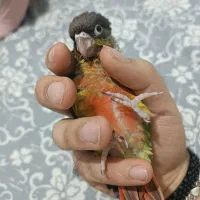 جوجه گرینچیک نرمال