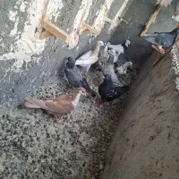 ۱۵تاکفتر جوانه پرشی