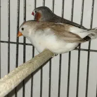 فنچ پنگوئن کینگ