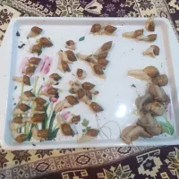 حلزون ، حلزون سوپر مولد ، تخم حلزون