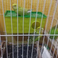 یک جفت مرغ عشق مولد کار داده
