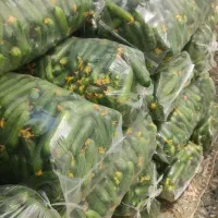 خیار بادمجان فلفل دلمه