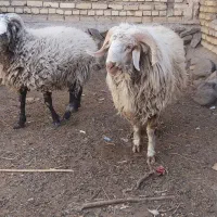 گوسفند