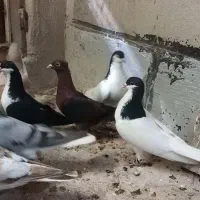 کبوتر سالم  بشرط  پرش وجوجه کشی