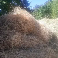 یونجه درجه یک خشک خشک