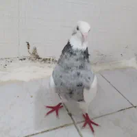 کبوتر طوقی هفترنگ