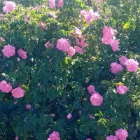فروش روزانه گل محمدی درجه یک