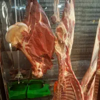 کالابرگ (گوشت بره )خیابان قائمیه