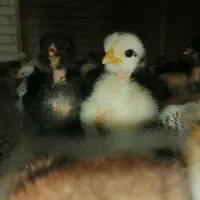 جوجه گردن لخت