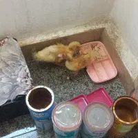 جوجه اردک