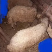 سه عدد کاور نر سالم  قیمت توافقی
