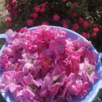 گل محمدی قیزیل گل