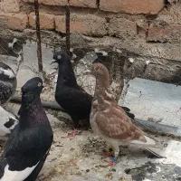 کبوتر