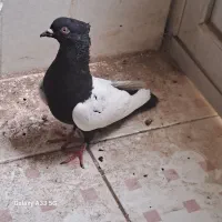 کبوتر