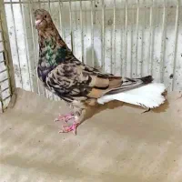 کفتر صید