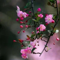 گل محمدی عنصرود تازه چیده شده کیلویی ۳۲۰