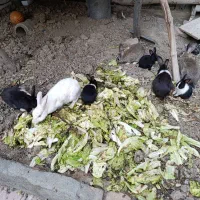 ۱۴عدد خرگوش