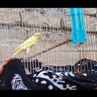 قناری نر رسمی بلند
