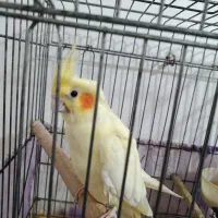 جفت عروس هلندی