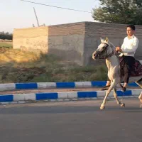 اسب مادیان