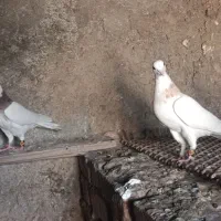 طوقی