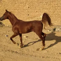 نریان عرب مصری