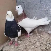کبوتر