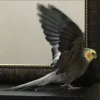 عروس هلندی نر