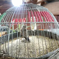 غاز .غو دوتا ماده ویک نر وخروس وچگاوک