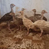 جوجه بوغلمون ۳۵ روزه