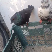 دوعدد کبوتر زیبا