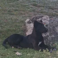 توله سرابی ماده