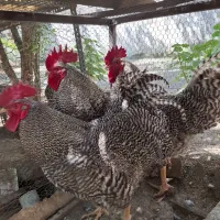 خروس پلیموت راک امریکایی