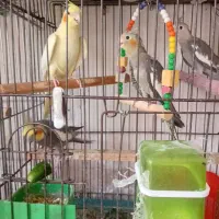 یک جفت عروس هلندی بادوتا جوجه دراسلامشهر