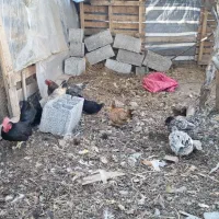 مرغ و خروس مینیاتوری