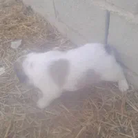 تولدت سگ محلی