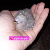 چهارعدد جوجه کوتوله باضمانت