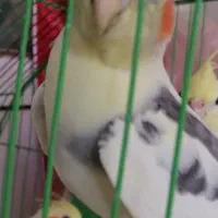 طوطی عروس هلندی..  فقط فروش