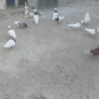 فروش رنگی و طوقی