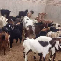 فروش گله بز محلی دوقلوزا