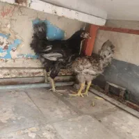 جوجه محلی بالغ وکاملا سالم
