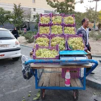 چرخ توافی ، گاری