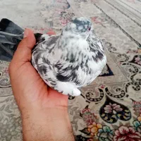 کبوتر شکار پرشی