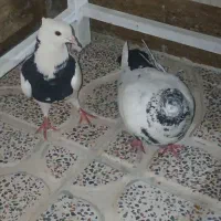 کفتر|پرنده|رومشکان, |دیوار