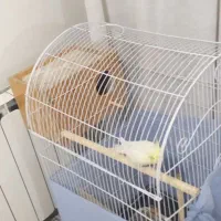 قفس پرنده و دو عدد پرنده زیر قیمت