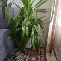 گلدان16ساله قیمت مناسب