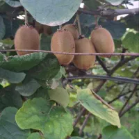 محرک رشد ریشه 1 لیتری نمایندگی رسمی