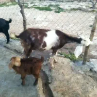 یک عدد بز وبی