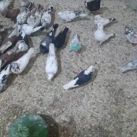 فروش 70عددکفترپرشی تهرلنی