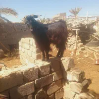فروش دو عدد کهره نر